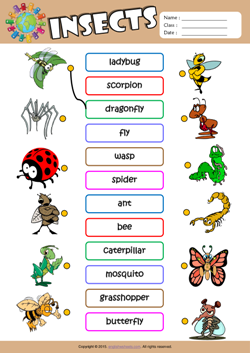 Insects Esl Printable Worksheets For Kids 1