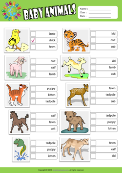 Baby Animals ESL Multiple Choice Worksheet For Kids
