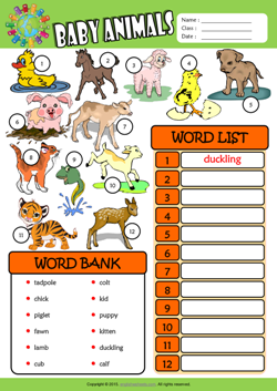 Baby Animals ESL Find and Write the Words Worksheet For Kids