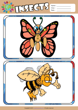 Insects ESL Flashcards Set for Kids