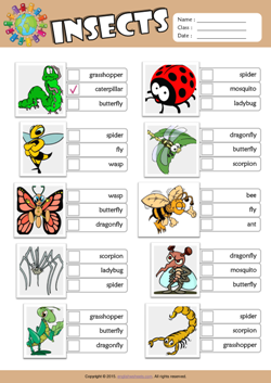 Insects ESL Multiple Choice Worksheet For Kids